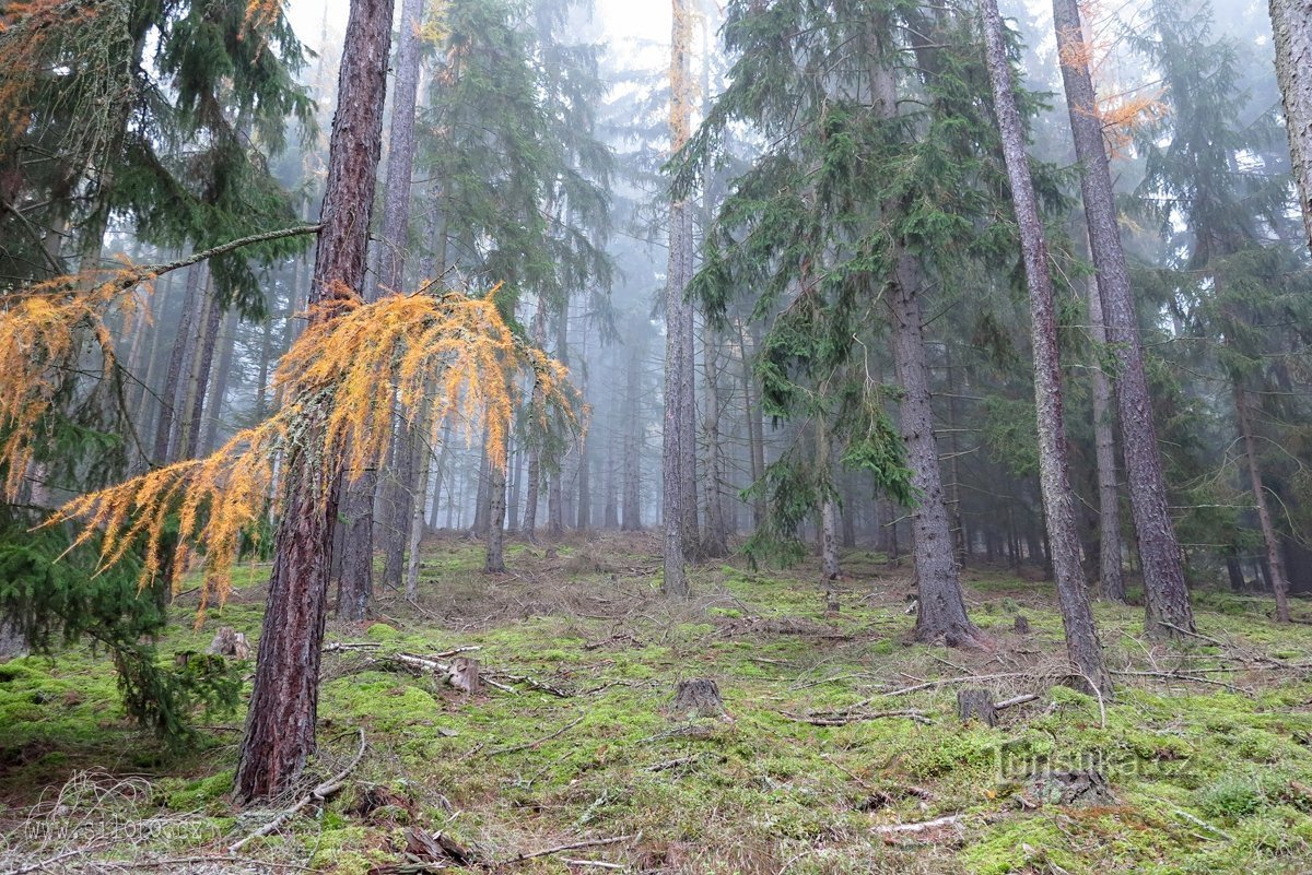 The path through the Slavkovský forest