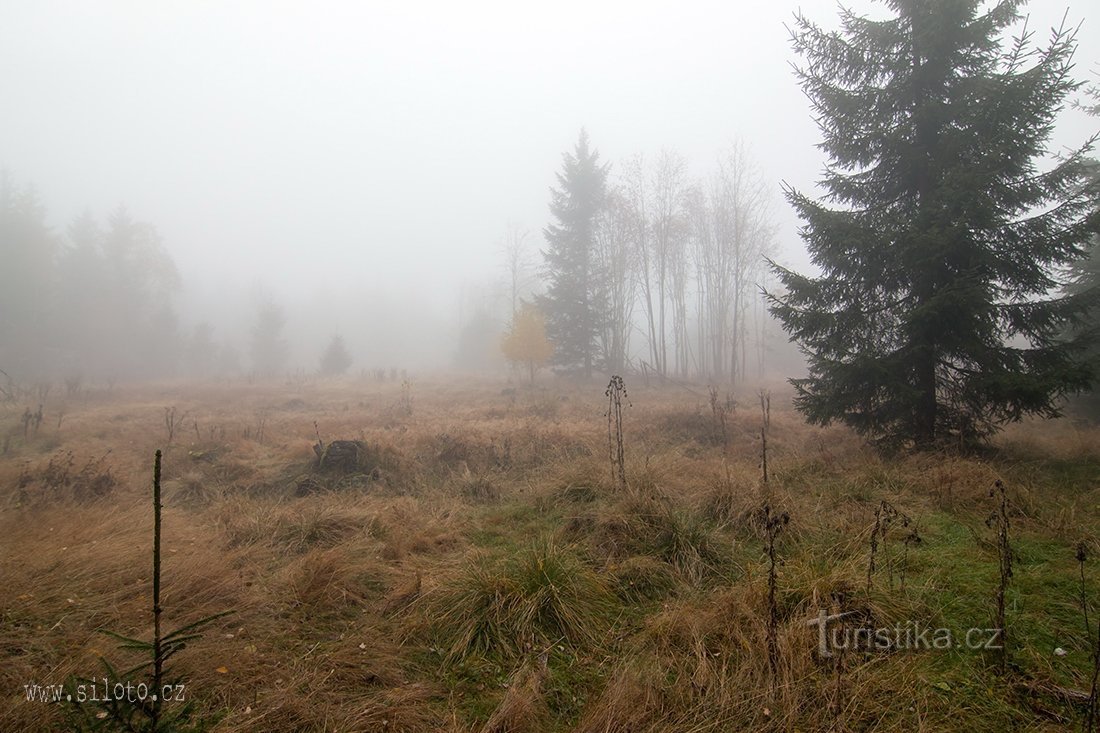 Le chemin à travers la forêt de Slavkovský