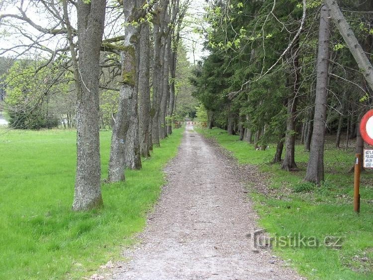 The road towards the Great Stump Pond