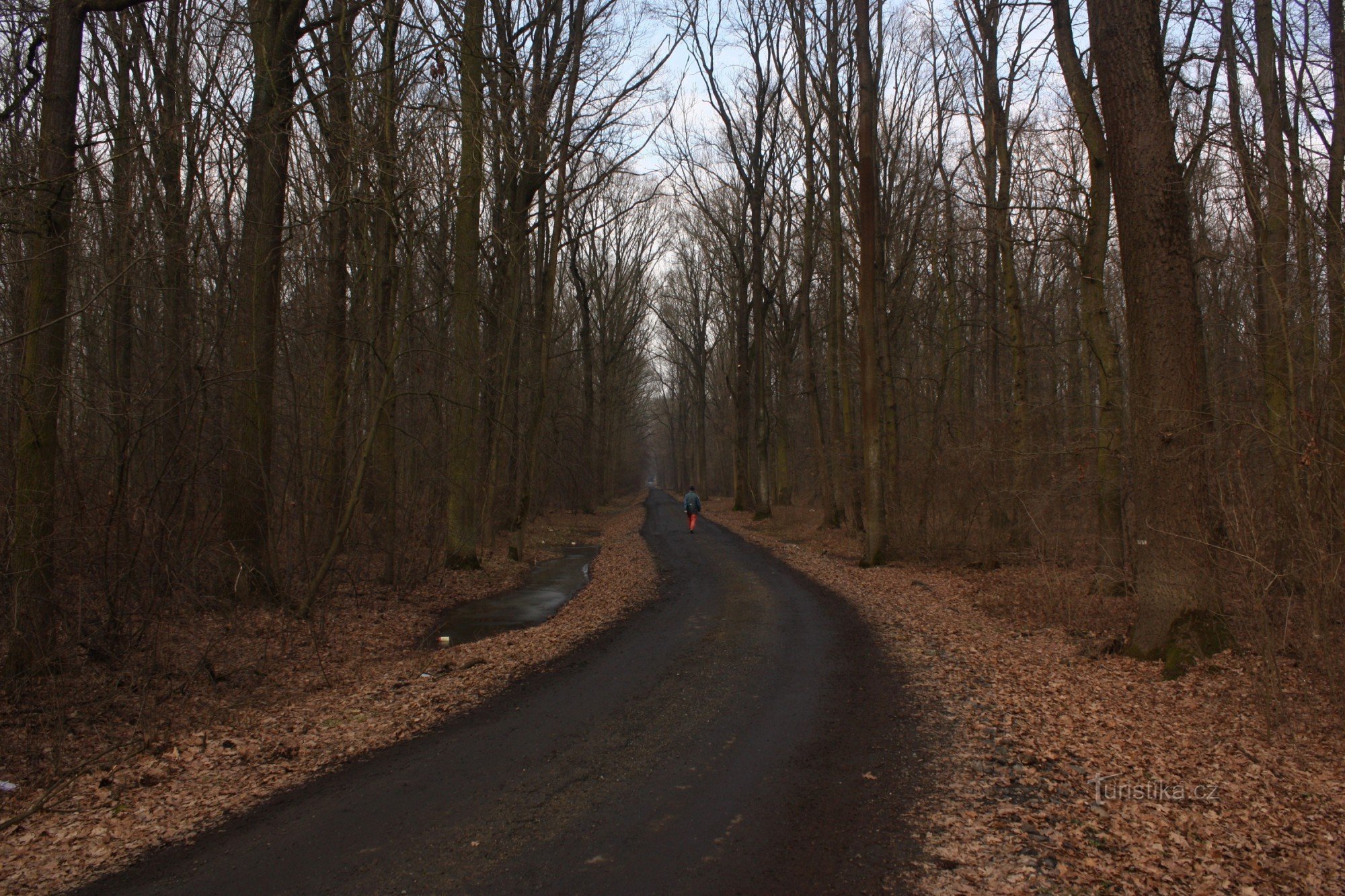 The road towards Včelín