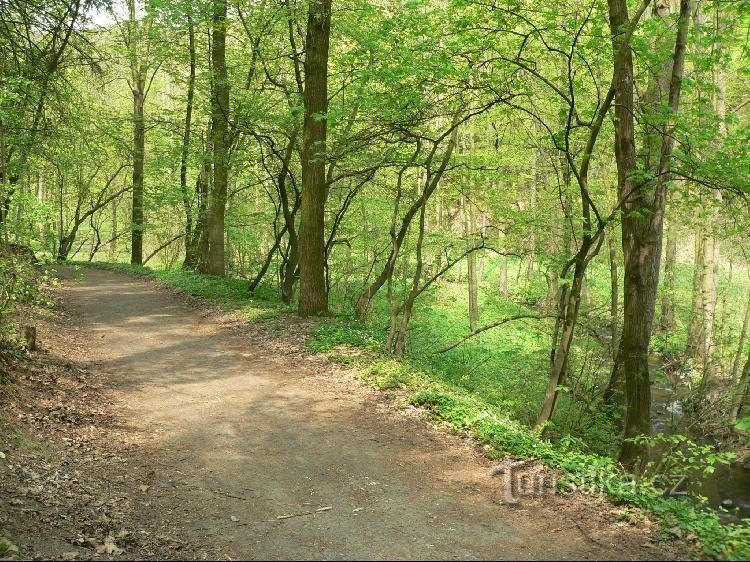 Chemin à travers la vallée