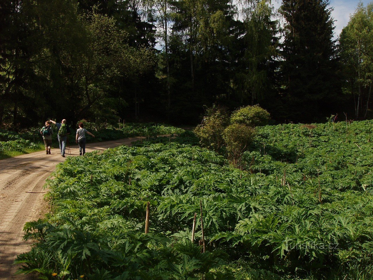 the path leads through extensive stands of bolshen