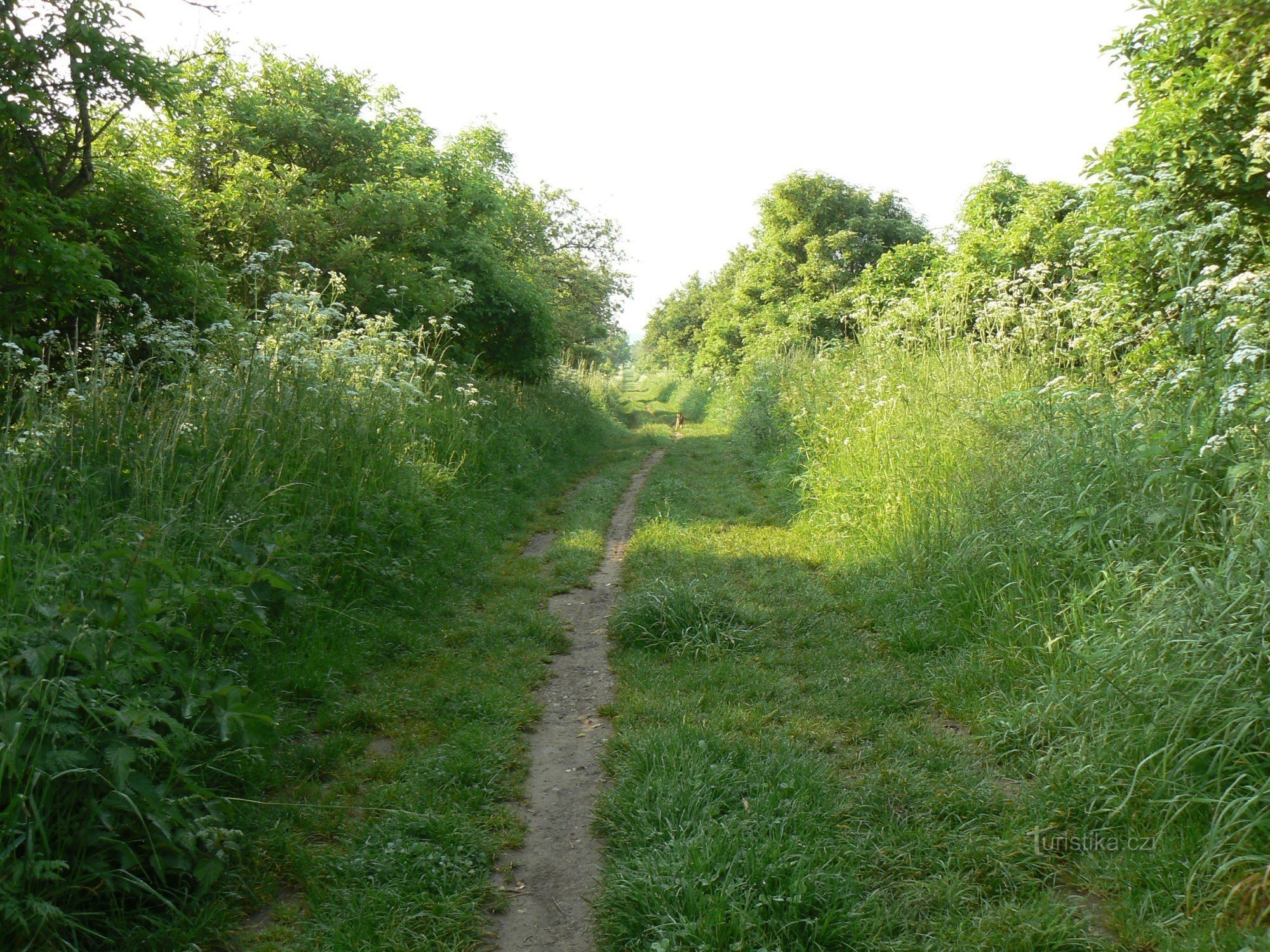 Die Straße hinter Velké Přílepy