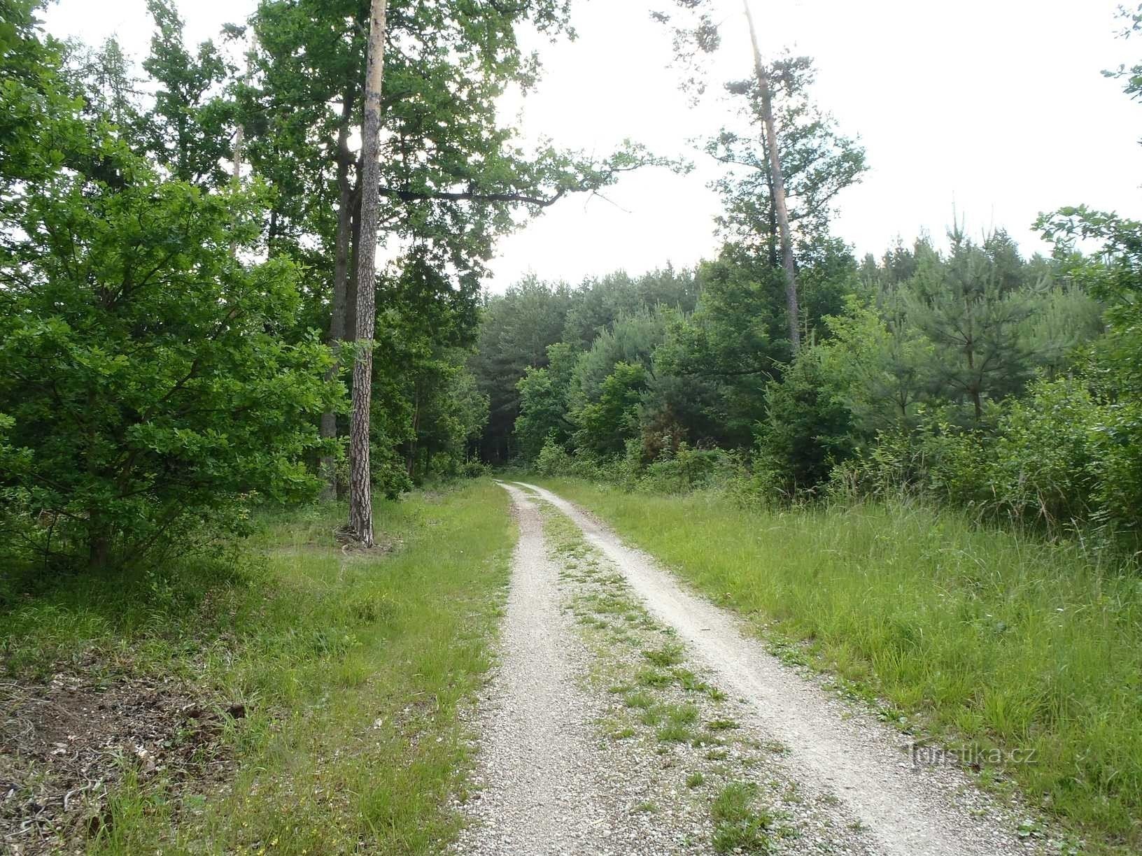 Straße von Svinar zur Straße nach Bělč nad Orlicí - 17.6.2012