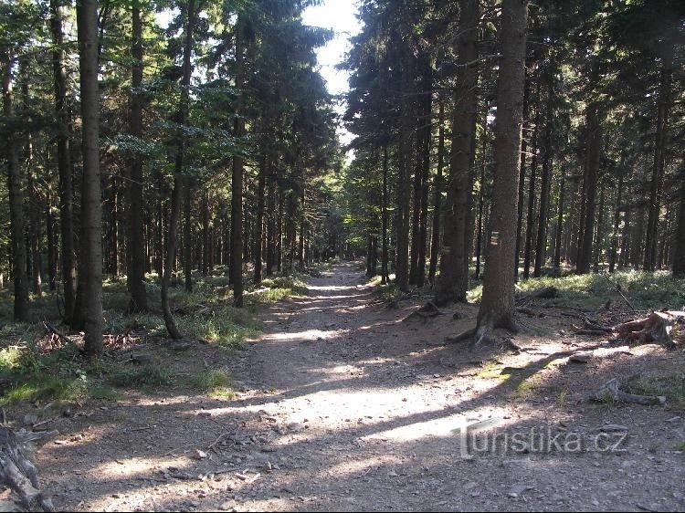 Sentier Sud : Depuis le panneau qui se dresse à l'intersection