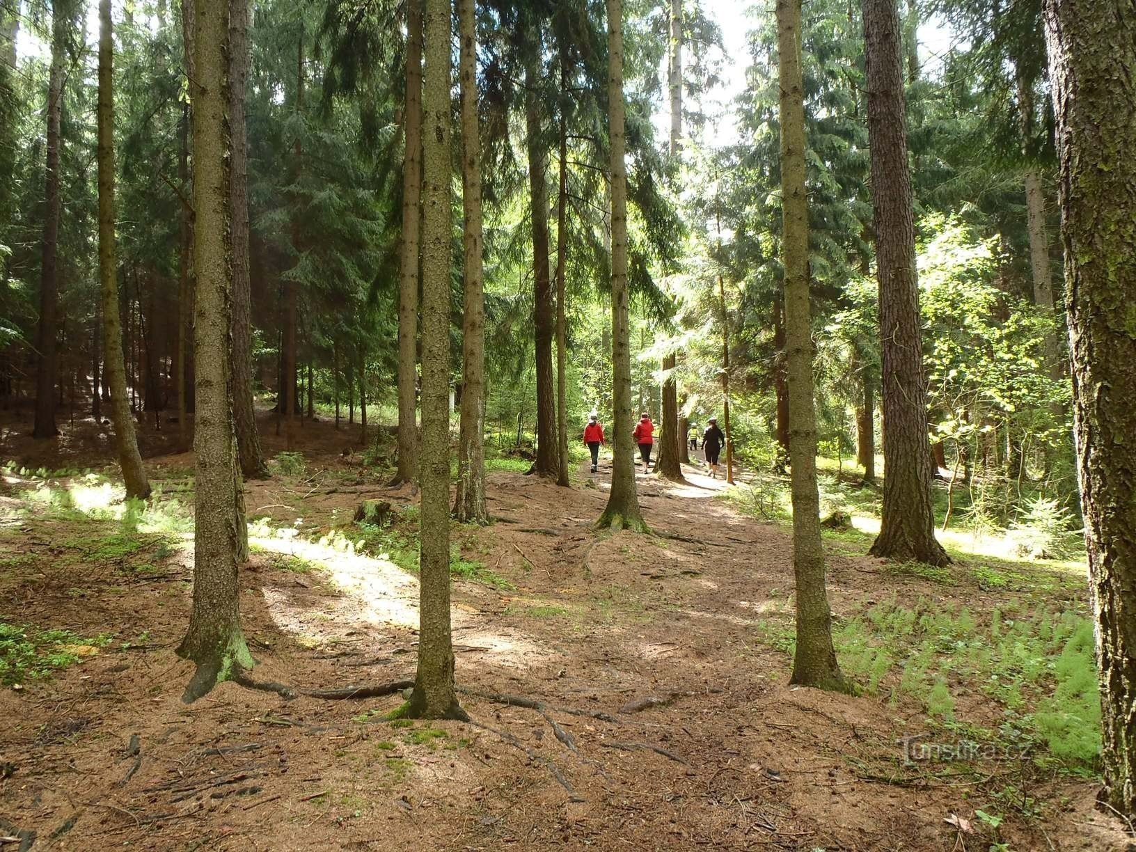 Polku infotaululta Kadoleckan kaivolle - 6.5.2012