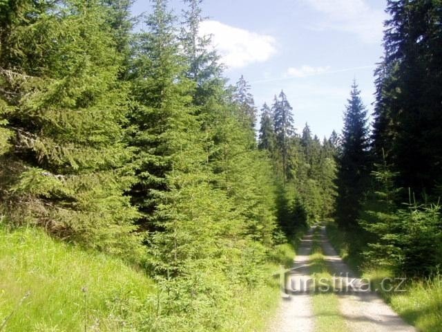 Sur le chemin du lac de Plešné : Une belle promenade à pied ou à vélo à travers la vraie campagne de Šumava