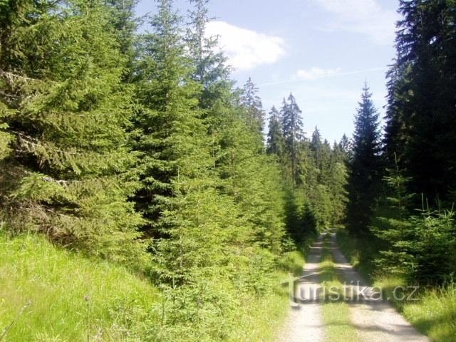 プレシュネ湖へ向かう途中：シュマヴァの田園地帯を美しい散歩または自転車で散策