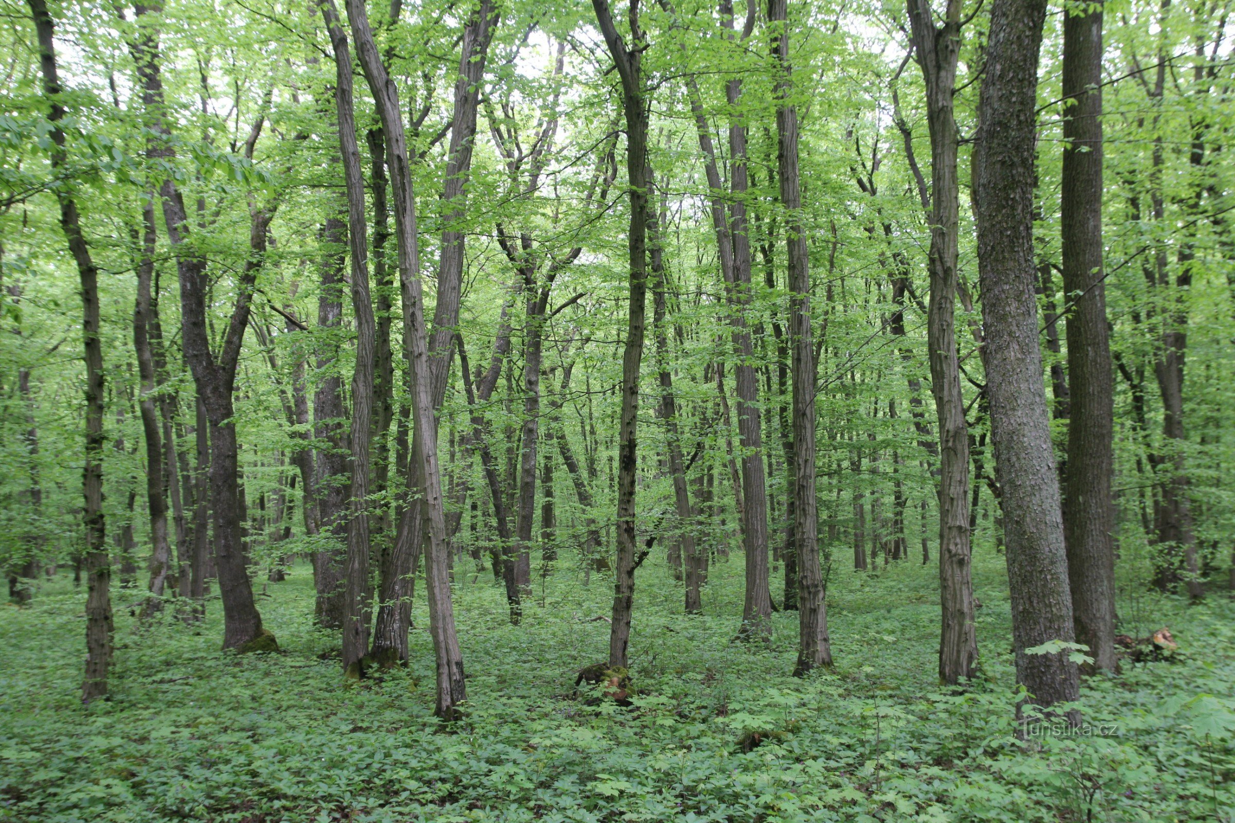 Auf dem Weg nach Velký Hornek