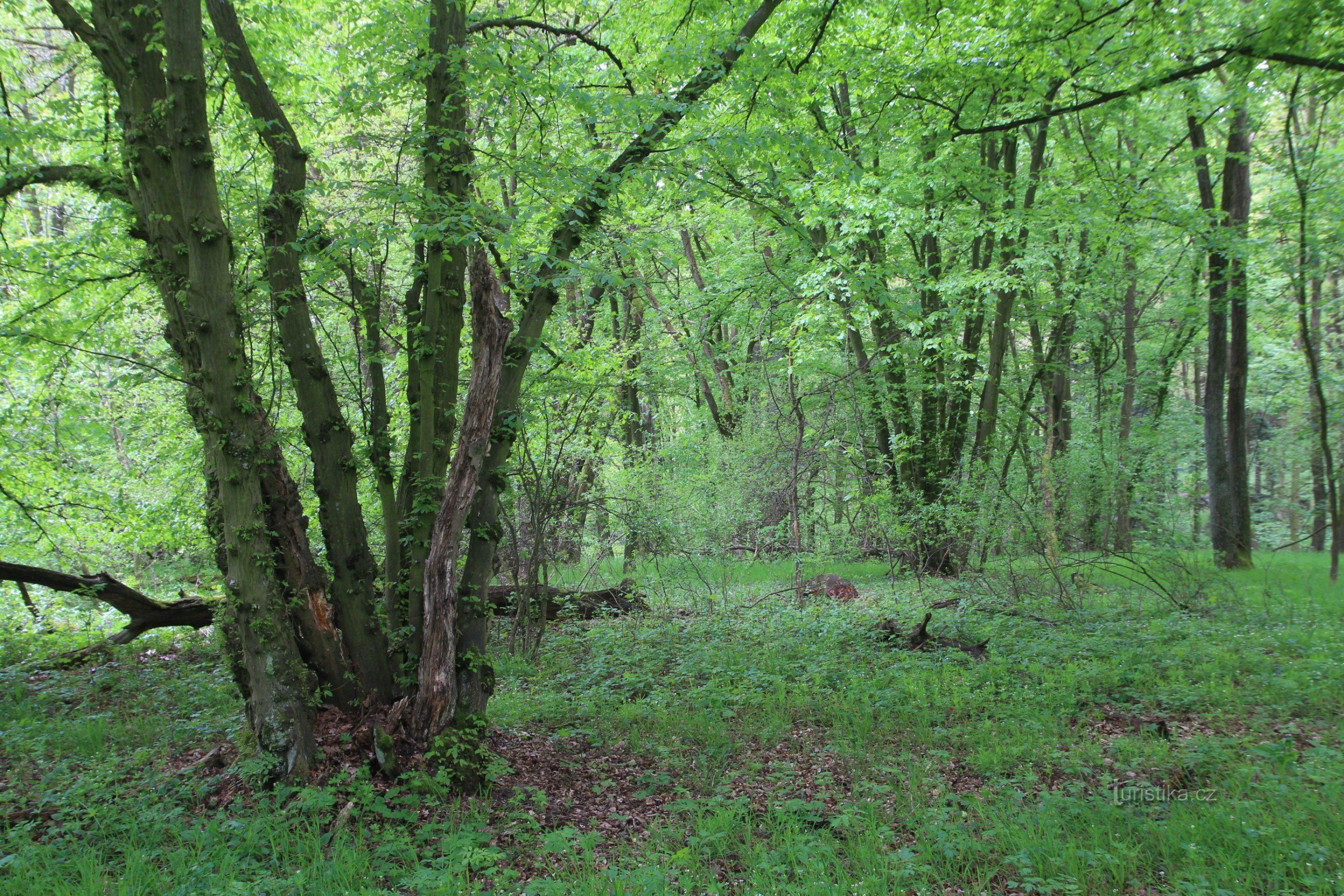 On the way to Velký Hornek