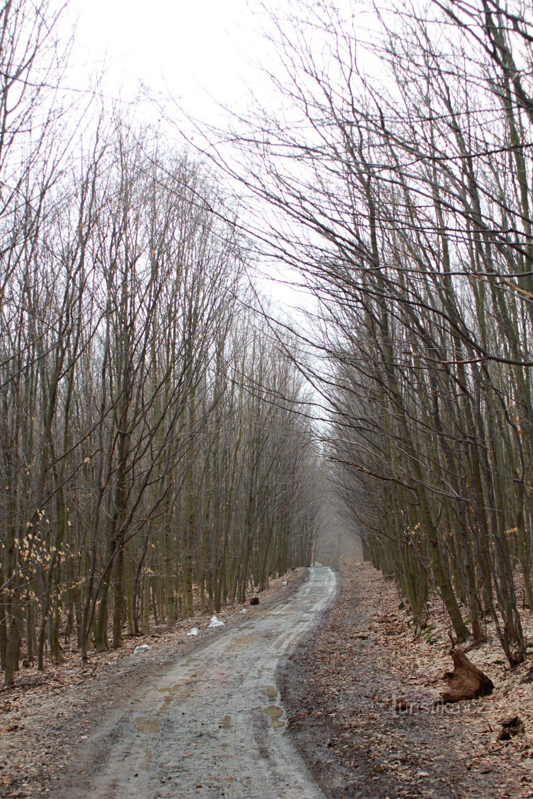 去城堡的路上