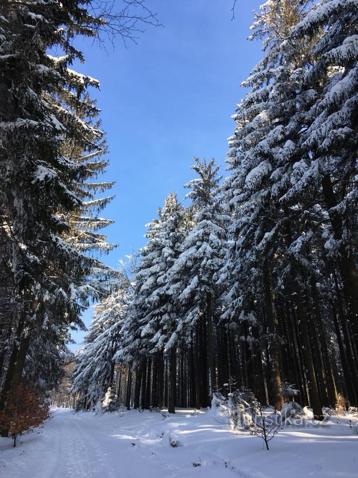 Auf dem Weg zum Aussichtspunkt Velký Javorník