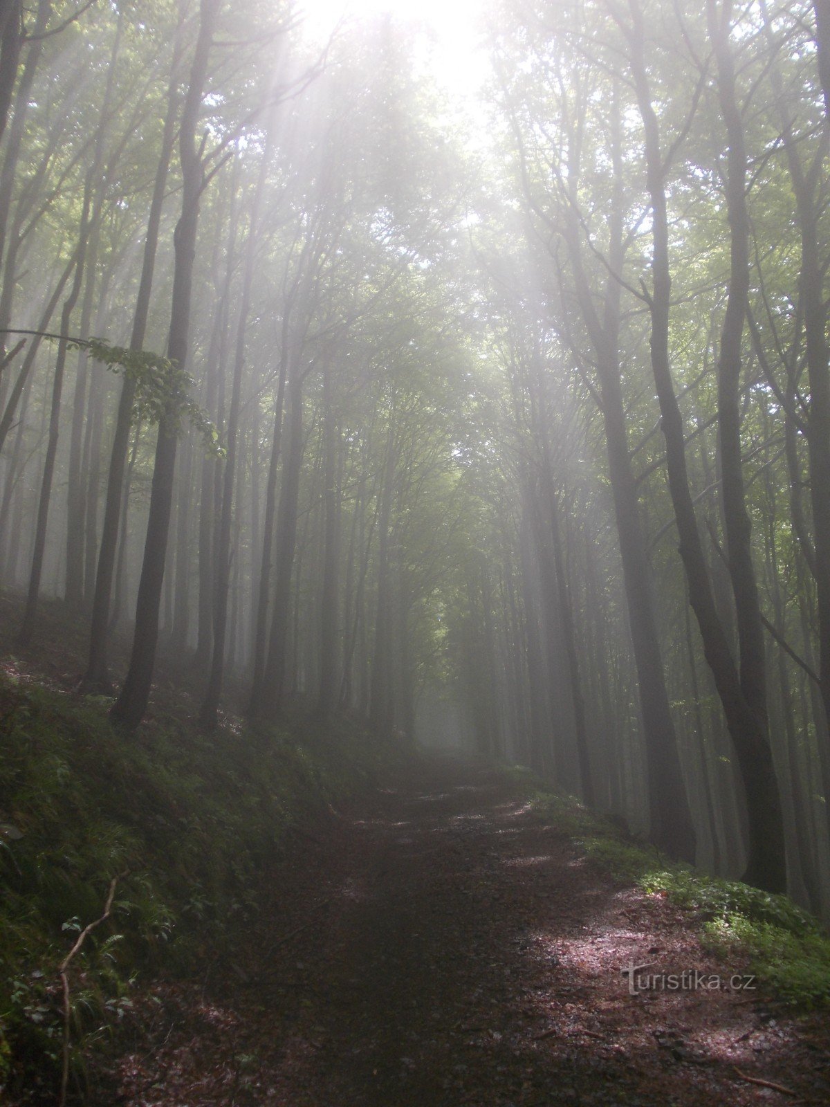 sur le chemin de Spruce