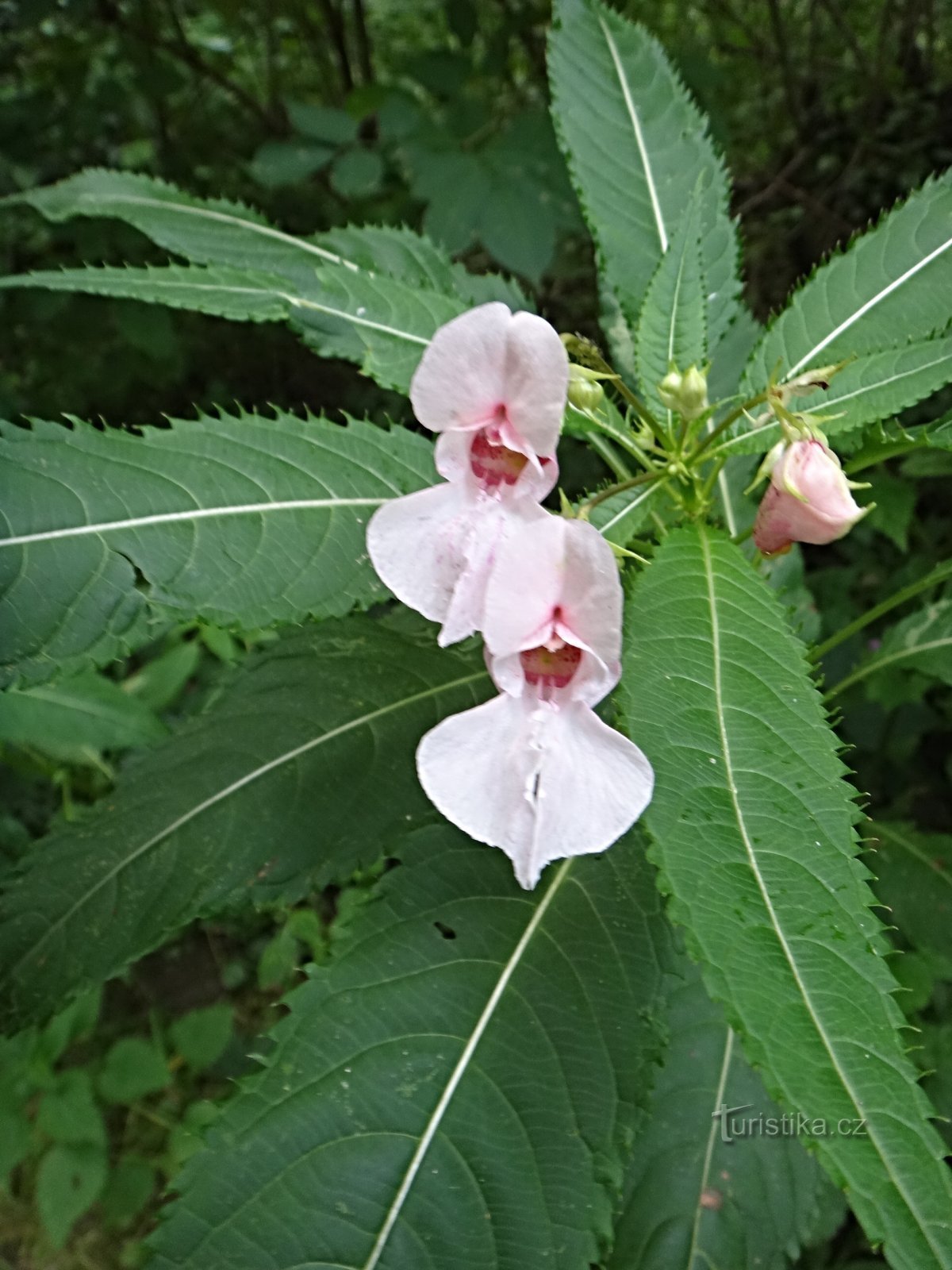 Ik bewonder de bloemen onderweg