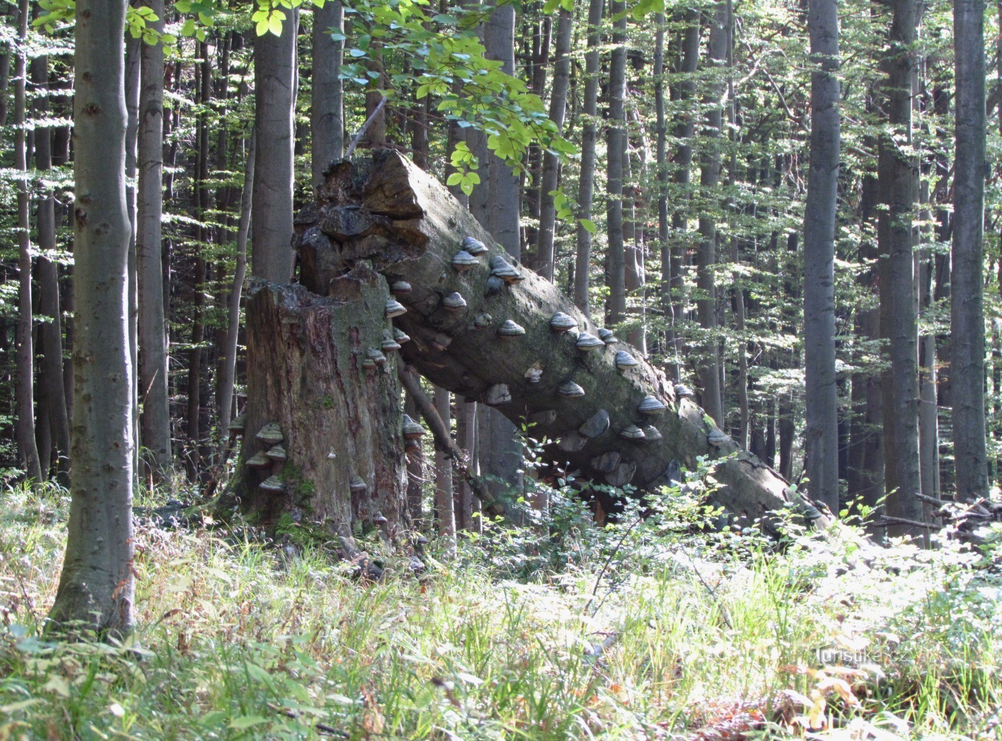 auf dem Weg vom Karlsbrunnen zum Rolandsstein