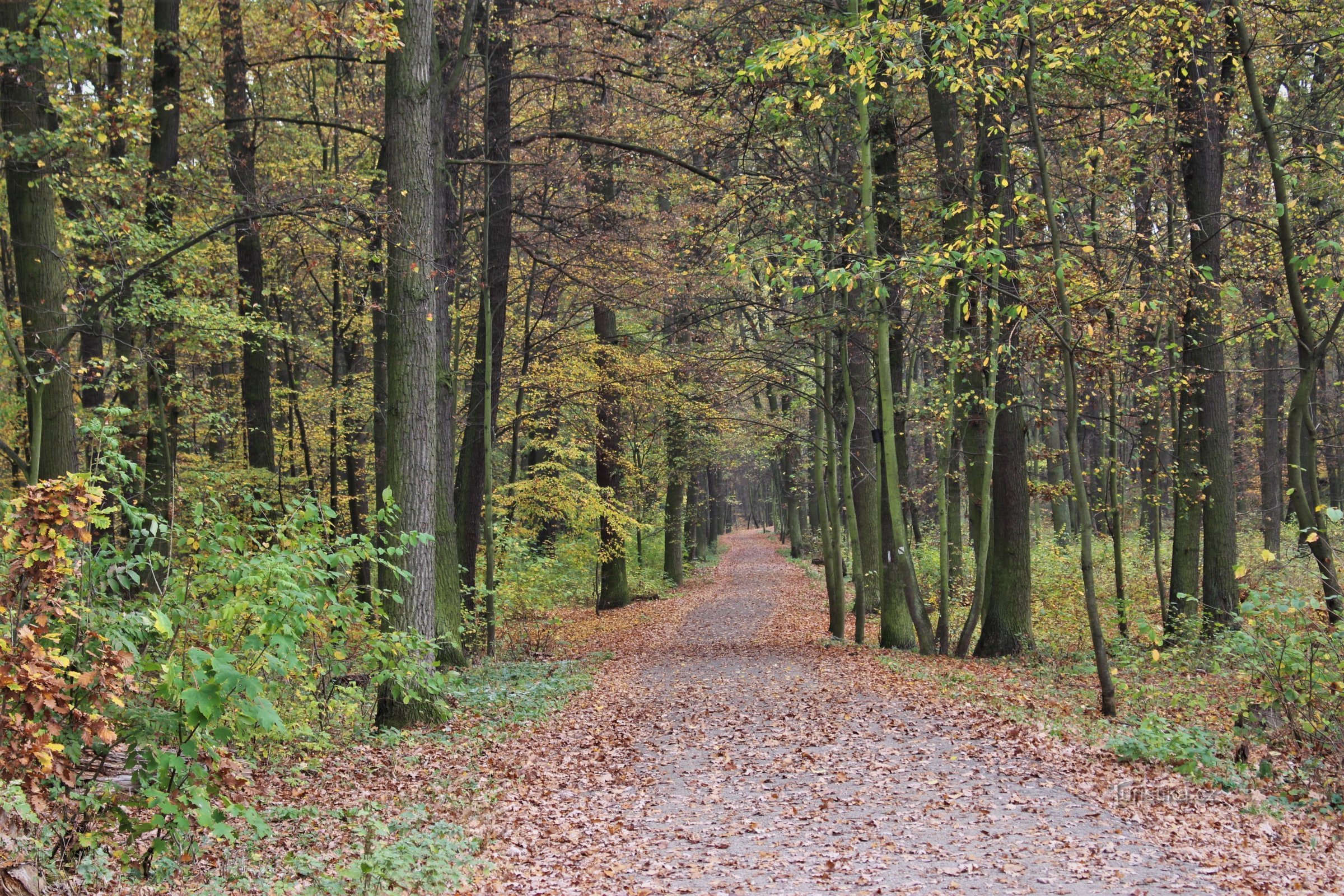 No caminho em Milíčovské les