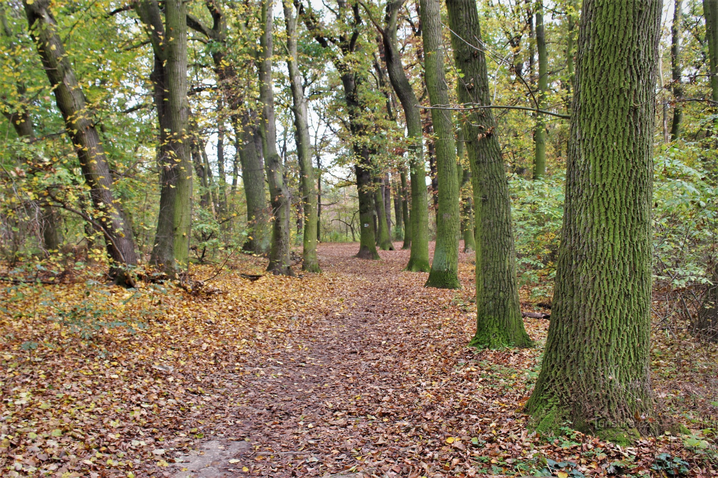 Trên đường đi trong rừng Milíčovský, nơi được tuyên bố là di tích tự nhiên