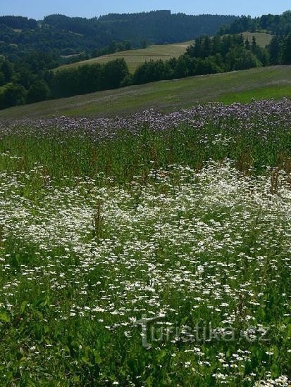 Sulla strada da Filka a Radošov