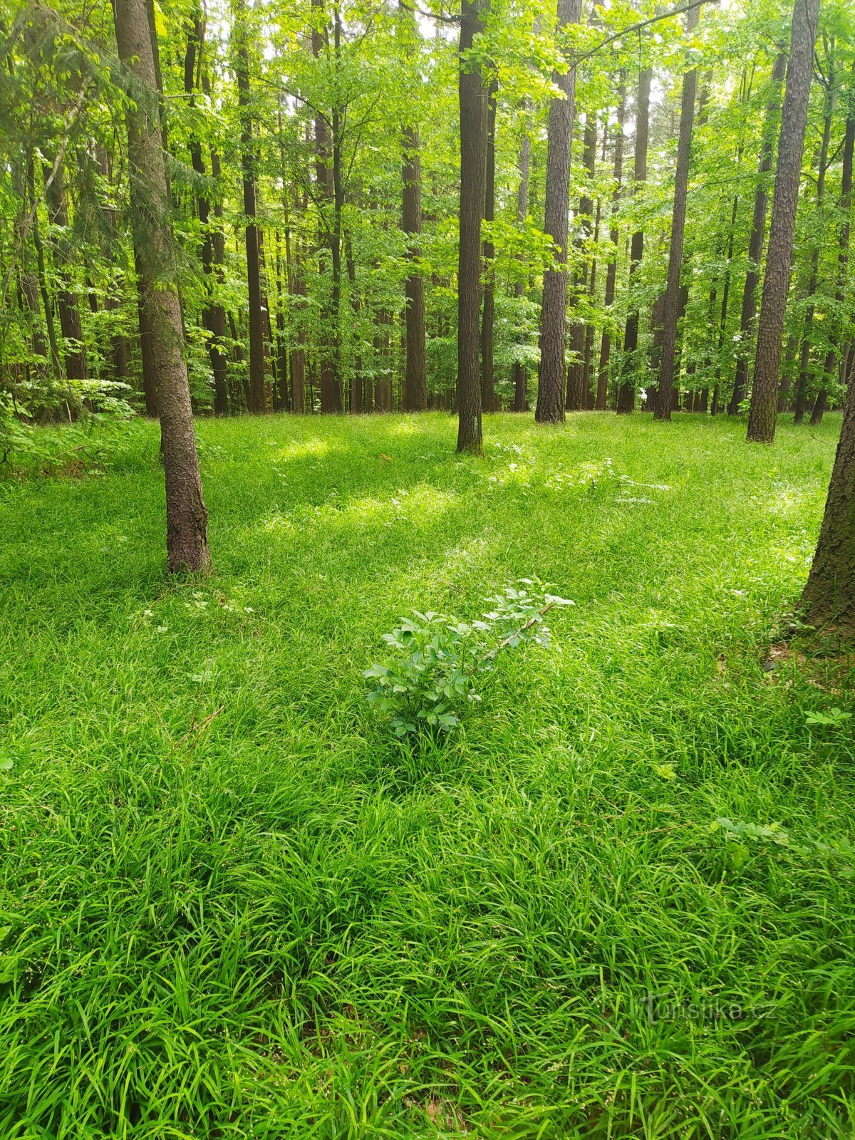 On the way from Tlustá to Malenovická Castle