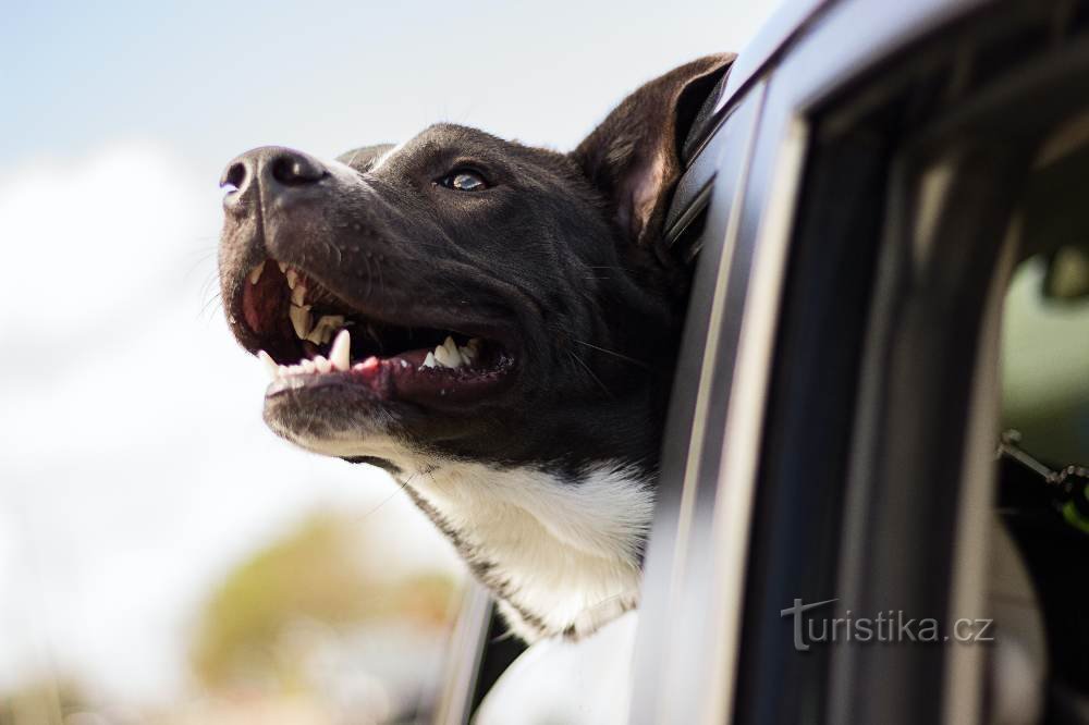 In viaggio con un cane