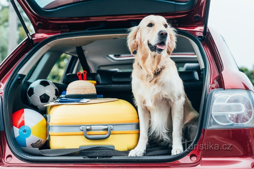 Viajar com animais: Não se esqueça do seu passaporte, segurança de transporte ou seguro