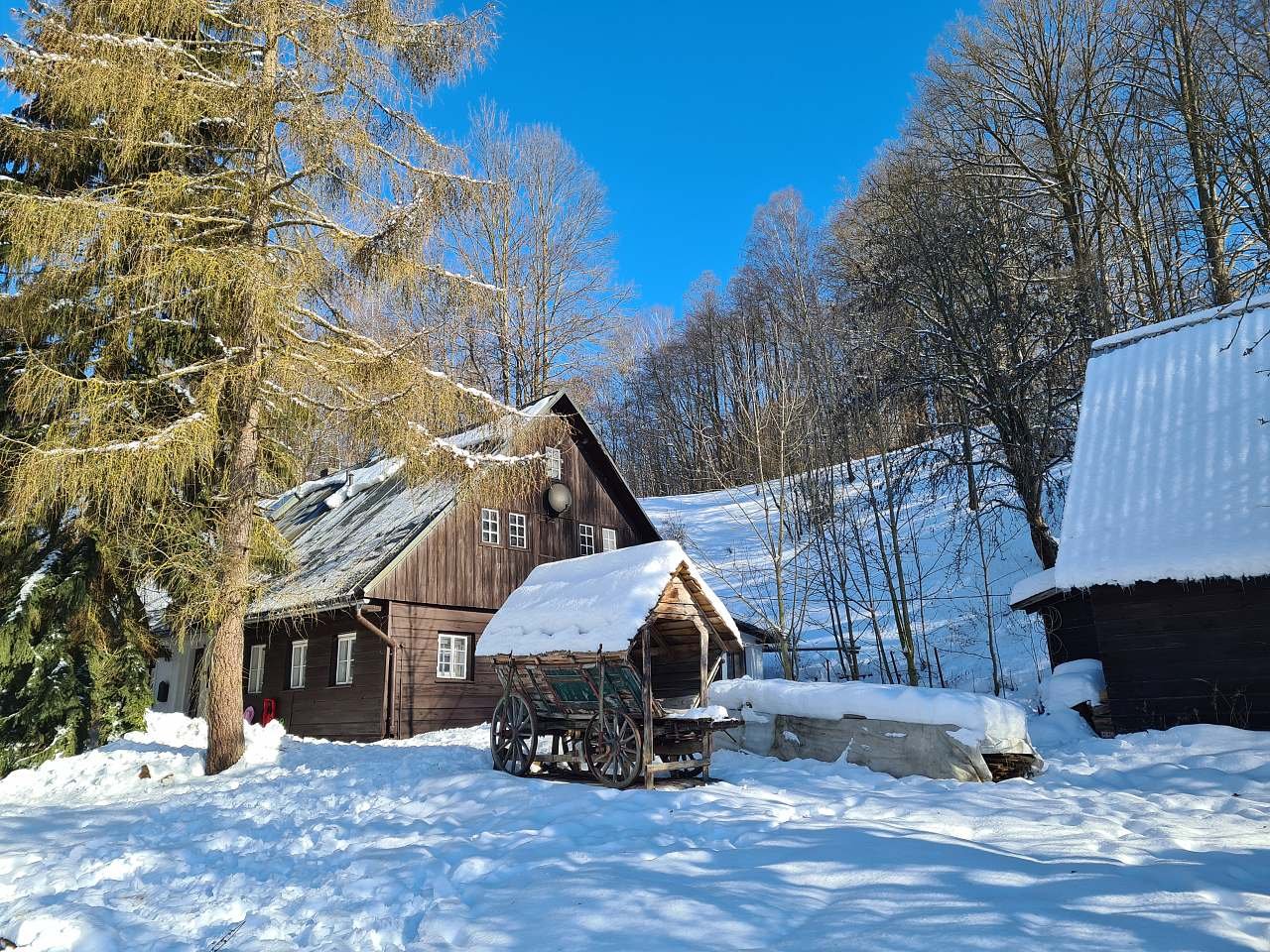 A cottage behind a spruce tree