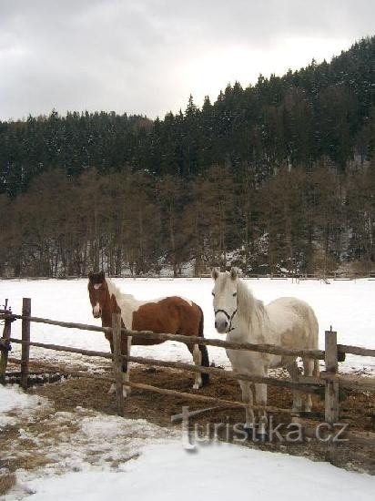 PLA Slavkov 13: PLA Slavkov-Wald? Kurwälder von Karlovy Vary.