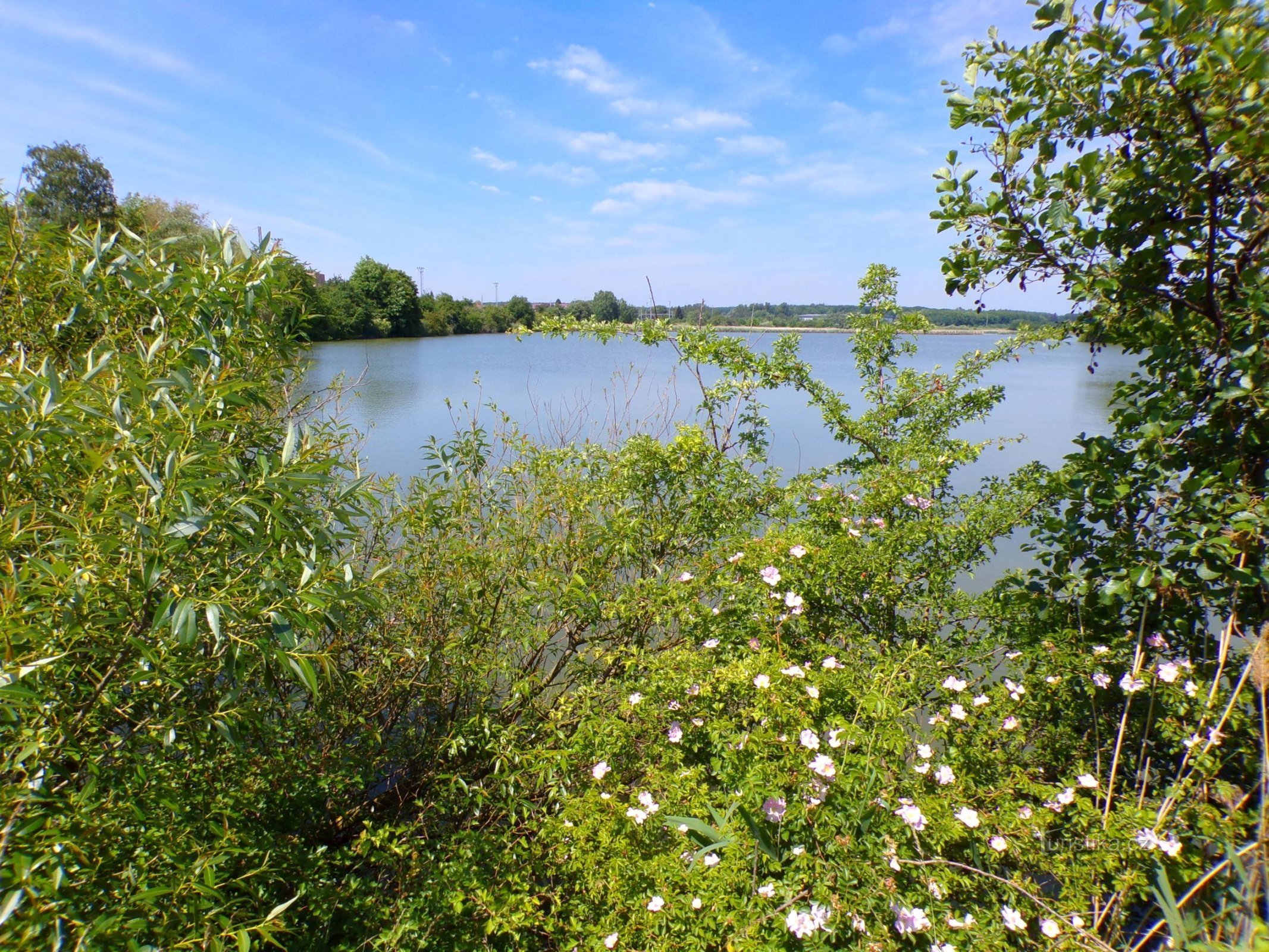 Chlumecký pond (Chlumec nad Cidlinou, 5.6.2022/XNUMX/XNUMX)