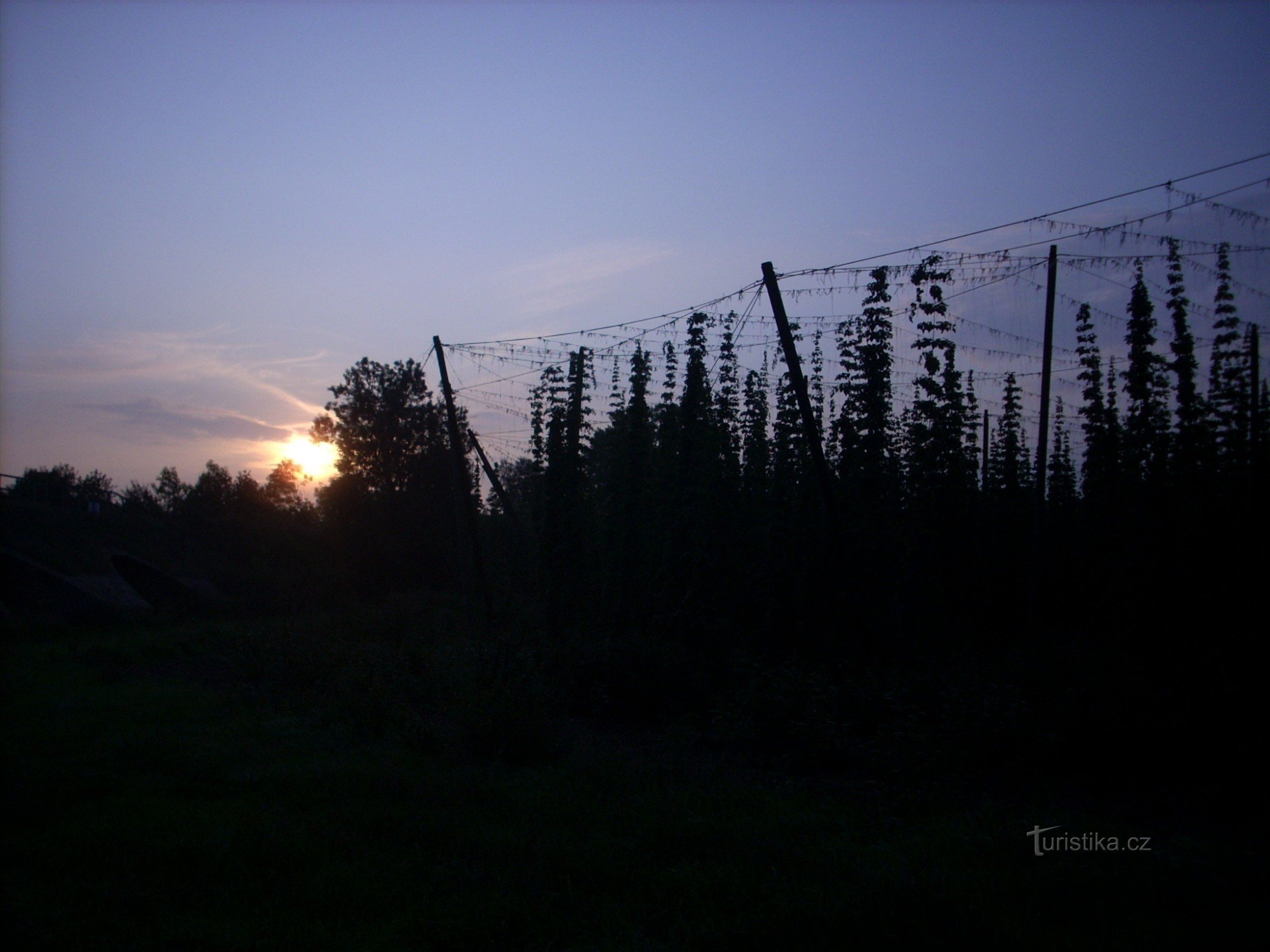 Hopfenfeld bei Sonnenaufgang