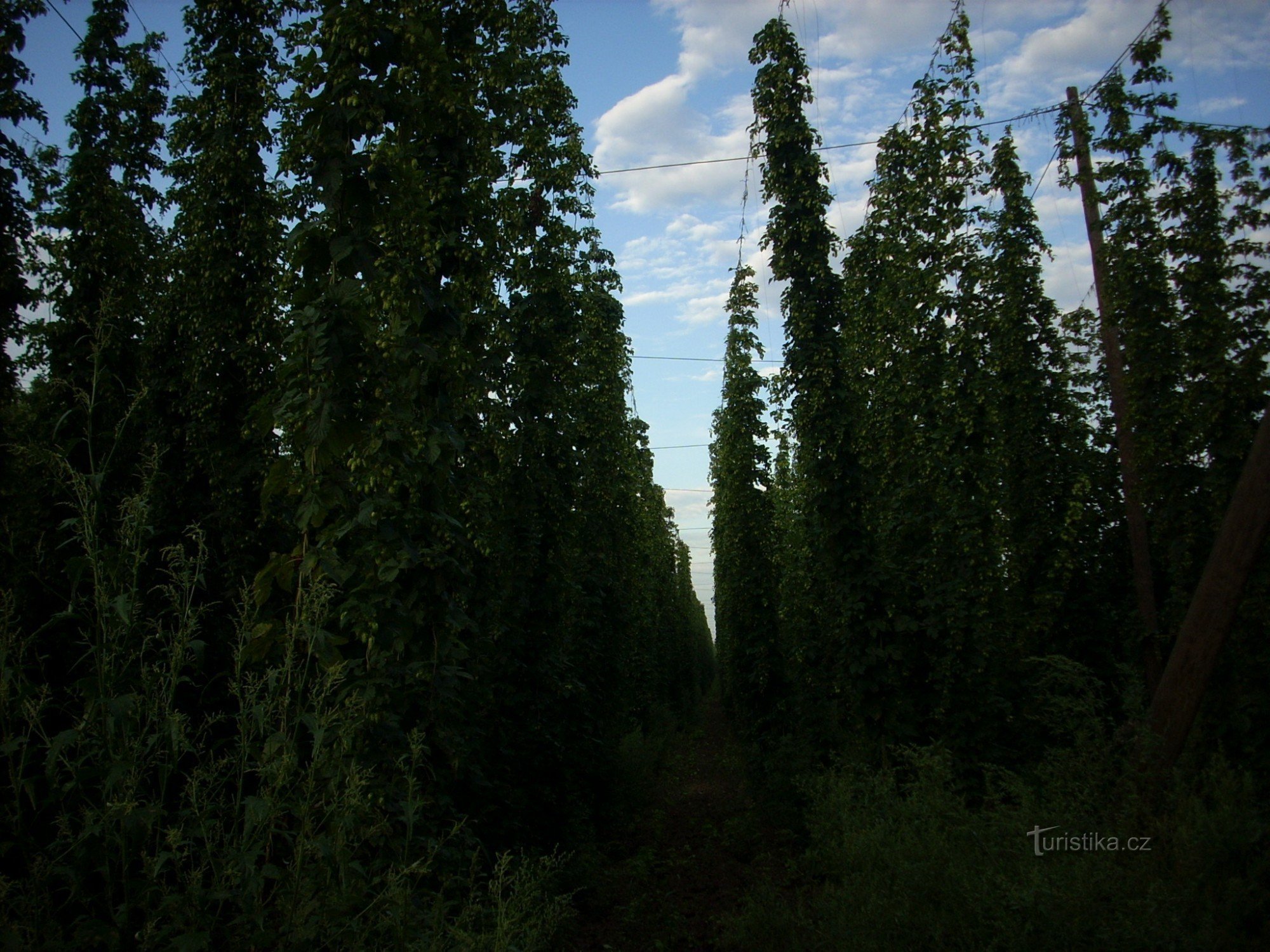 tiges de houblon