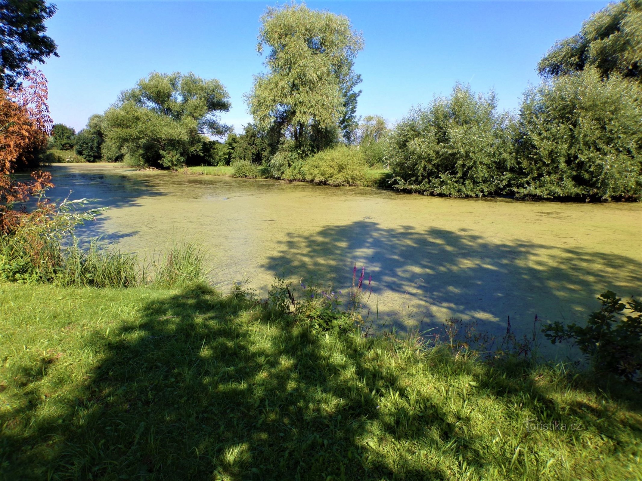 Chmelovický rybník (Chmelovice, 15.8.2021)