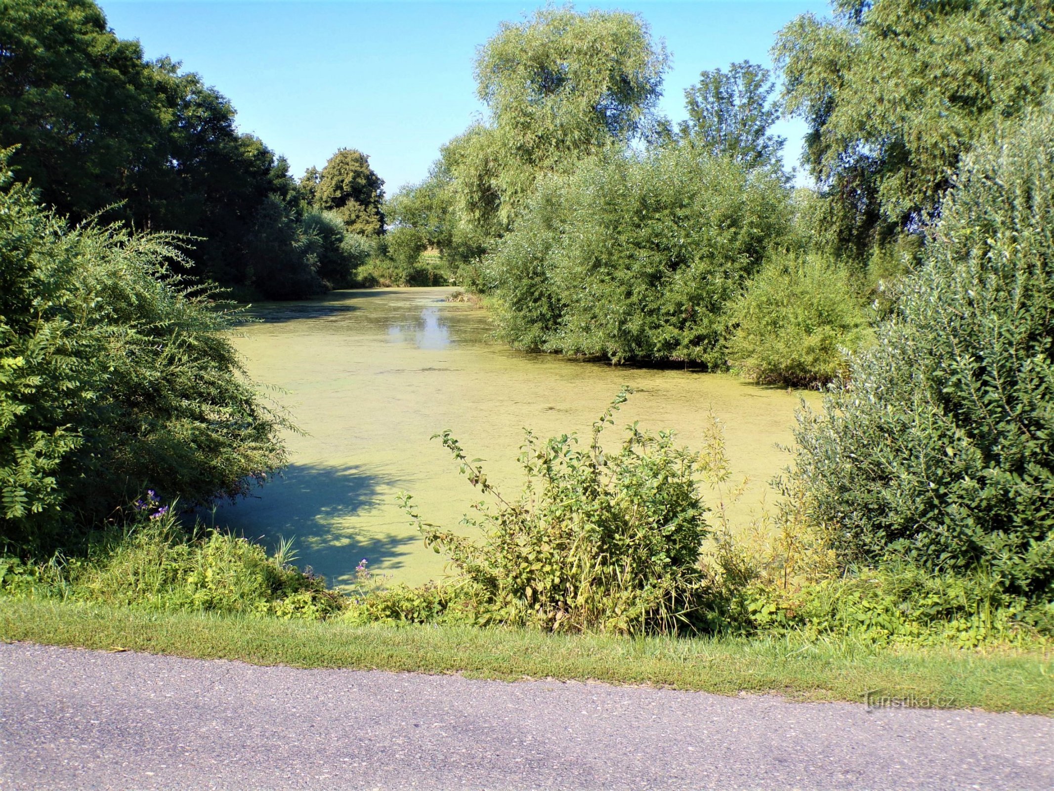 Chmelovice-vijver (Chmelovice, 15.8.2021/XNUMX/XNUMX)