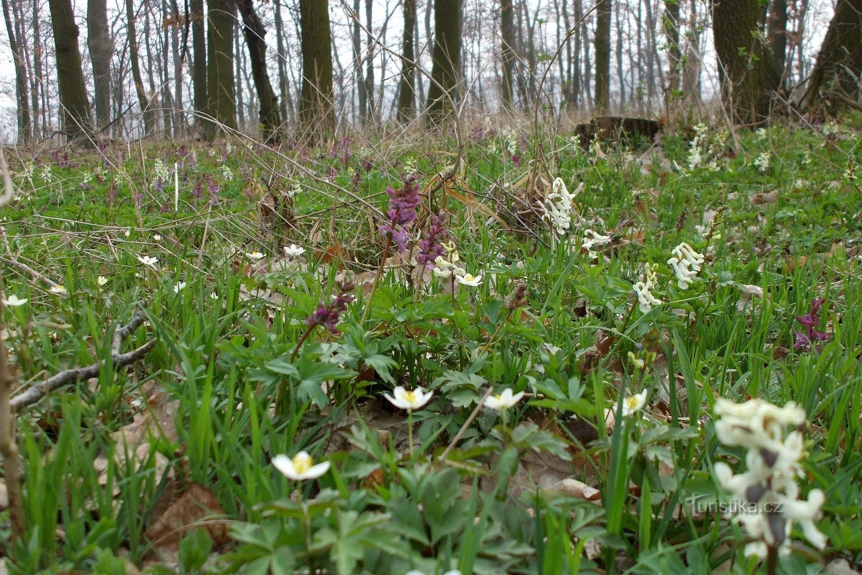 Stämme bei Mladá Boleslav