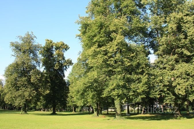 Choceń - park