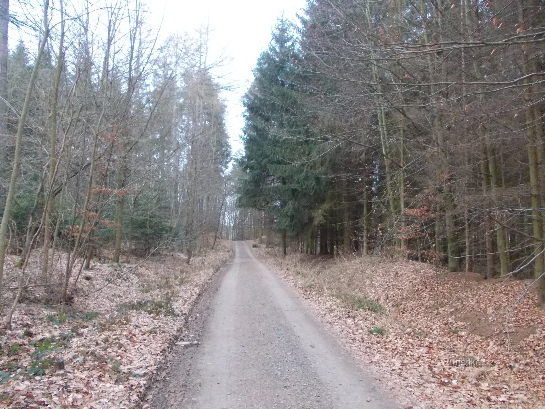 sentier à travers la forêt jusqu'au barrage