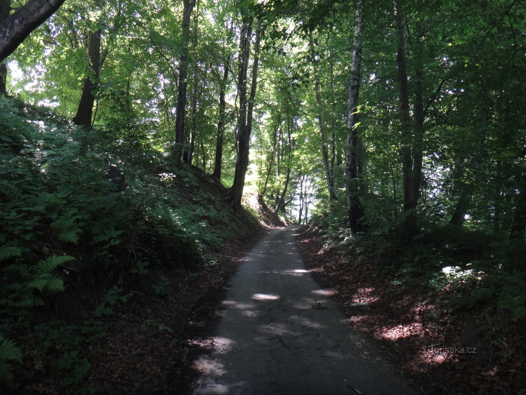 Leerlaufweg durch den Wald