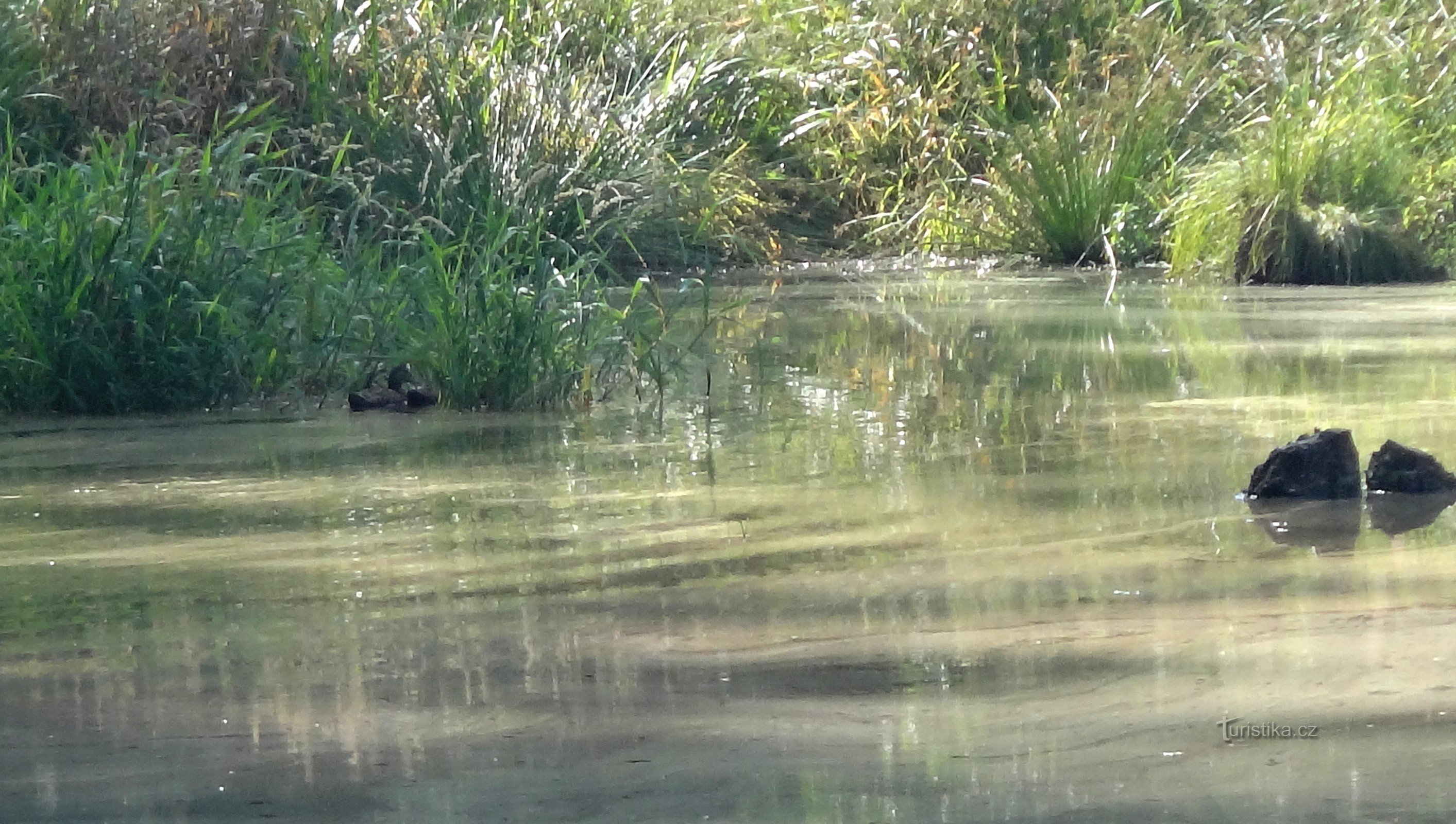 Kleiner Teich mit Enten