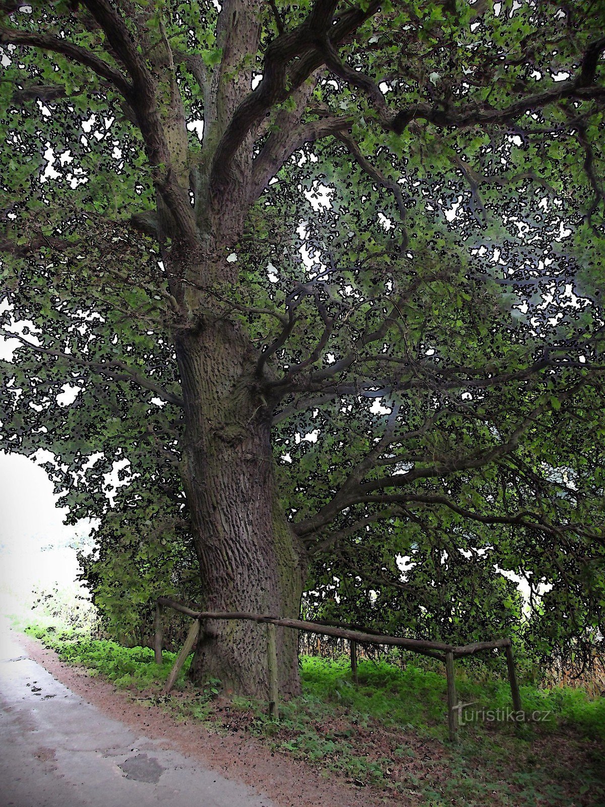 cây sồi mùa hè được bảo vệ - kremeláky