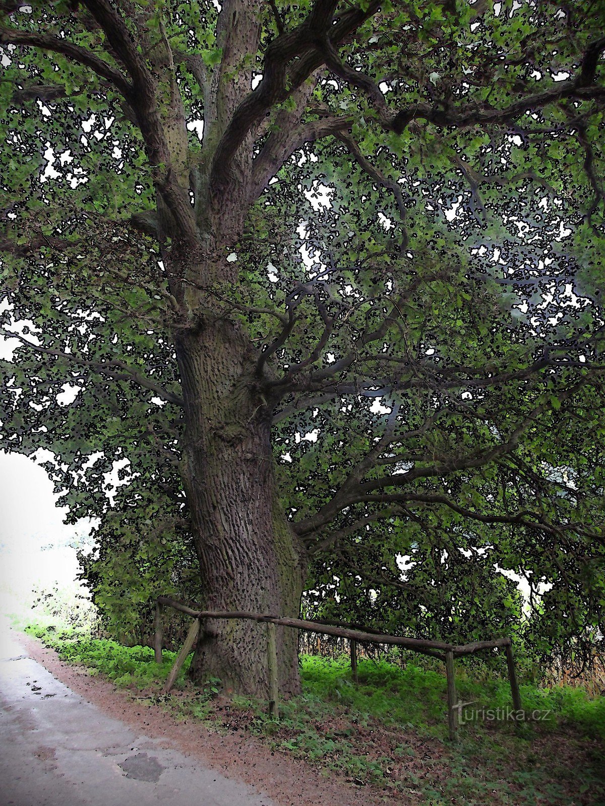 protected summer oaks - kremeláky