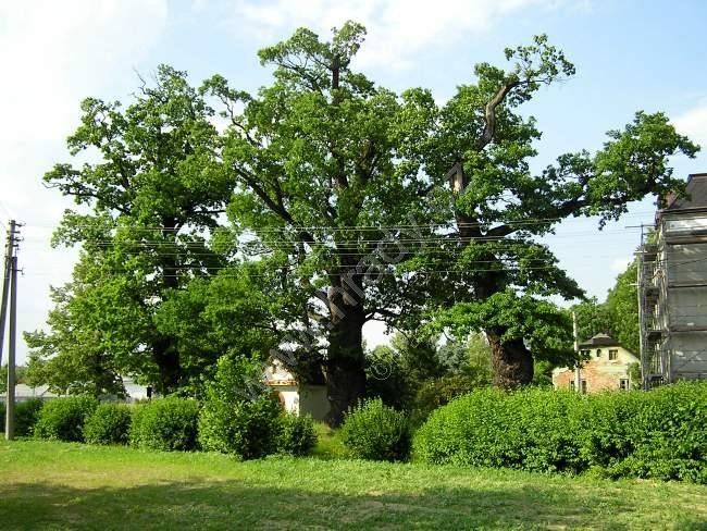 chráněné duby letní u Adámkovy vily
