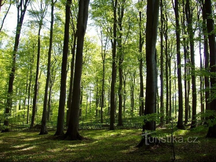zaščiten bukov gozd