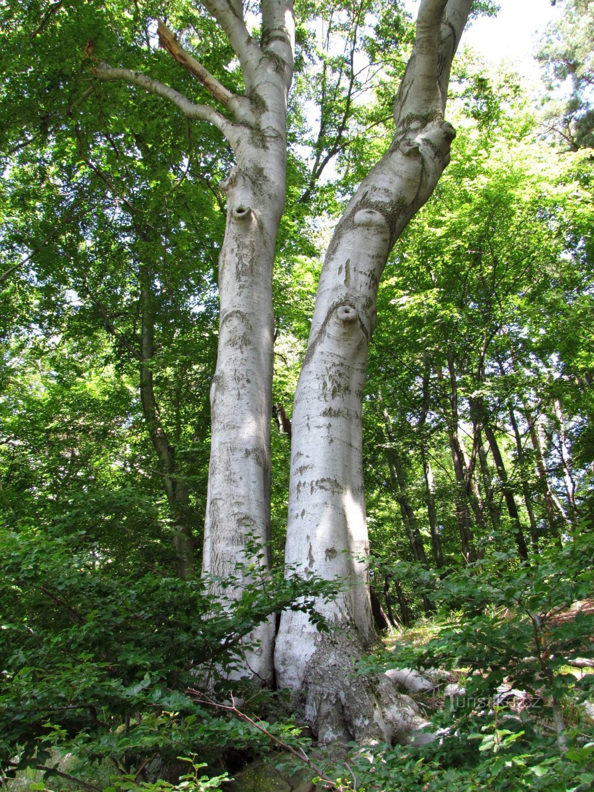 Chřiby - Diabelskie siodła