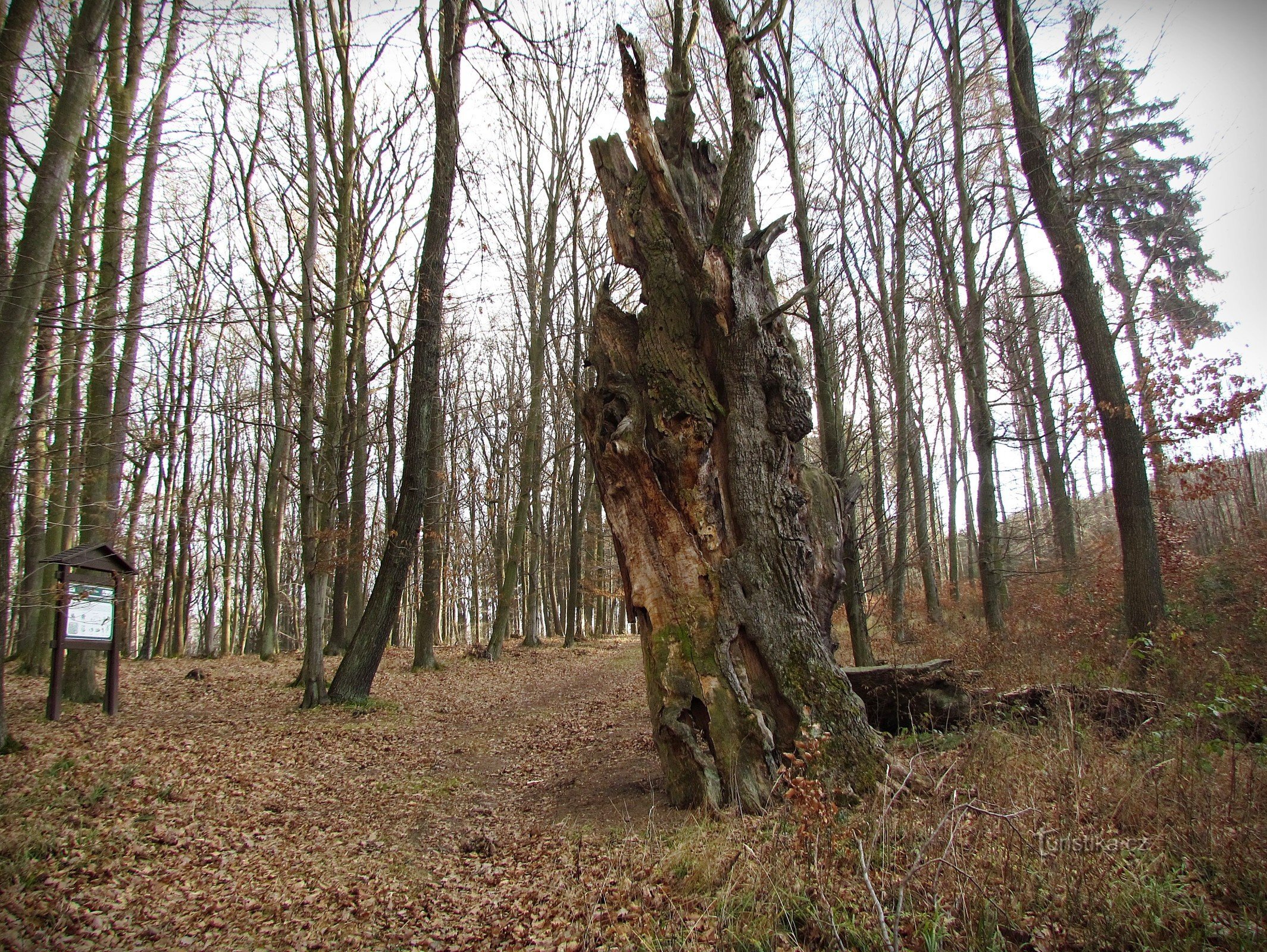 Chřiby - Ctibor's oak