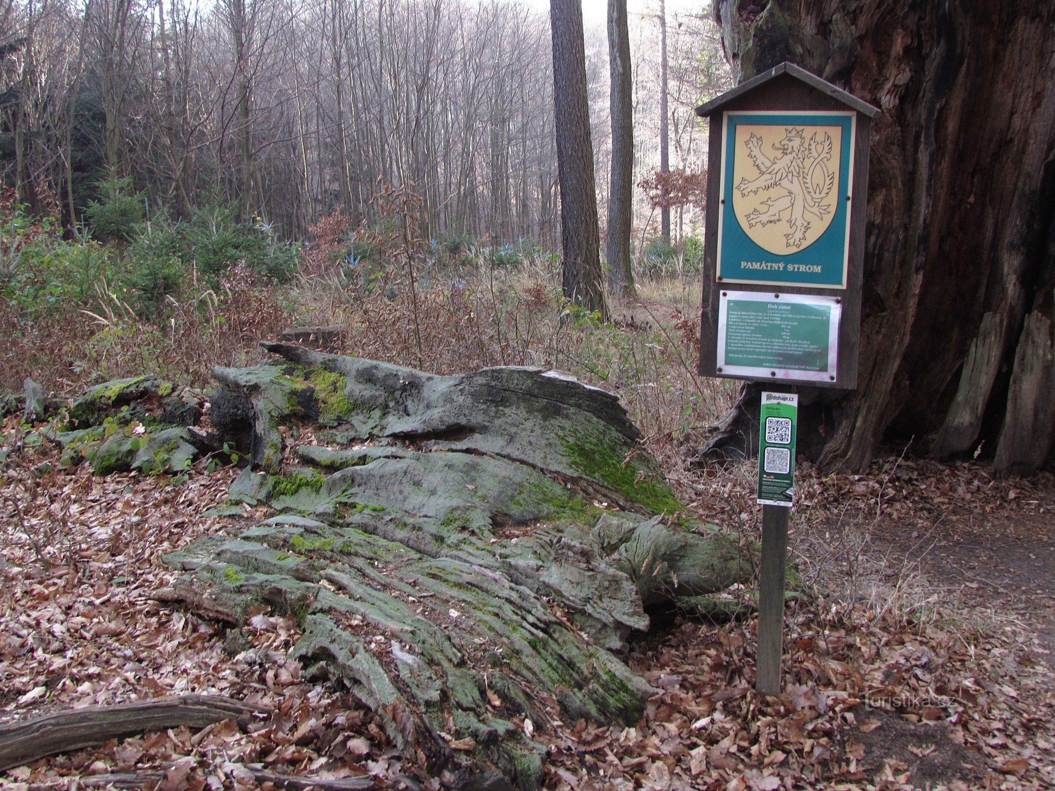 Chřiby - Quercia di Ctibor