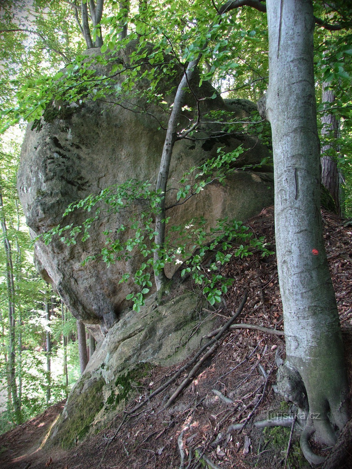 Chřiby - Ovcácká skála