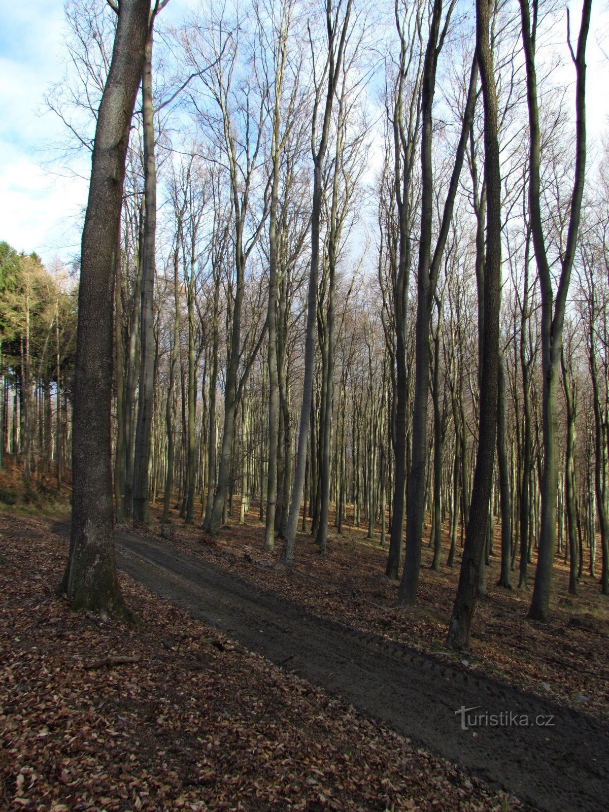 Chřiby - skala Malý Kozel