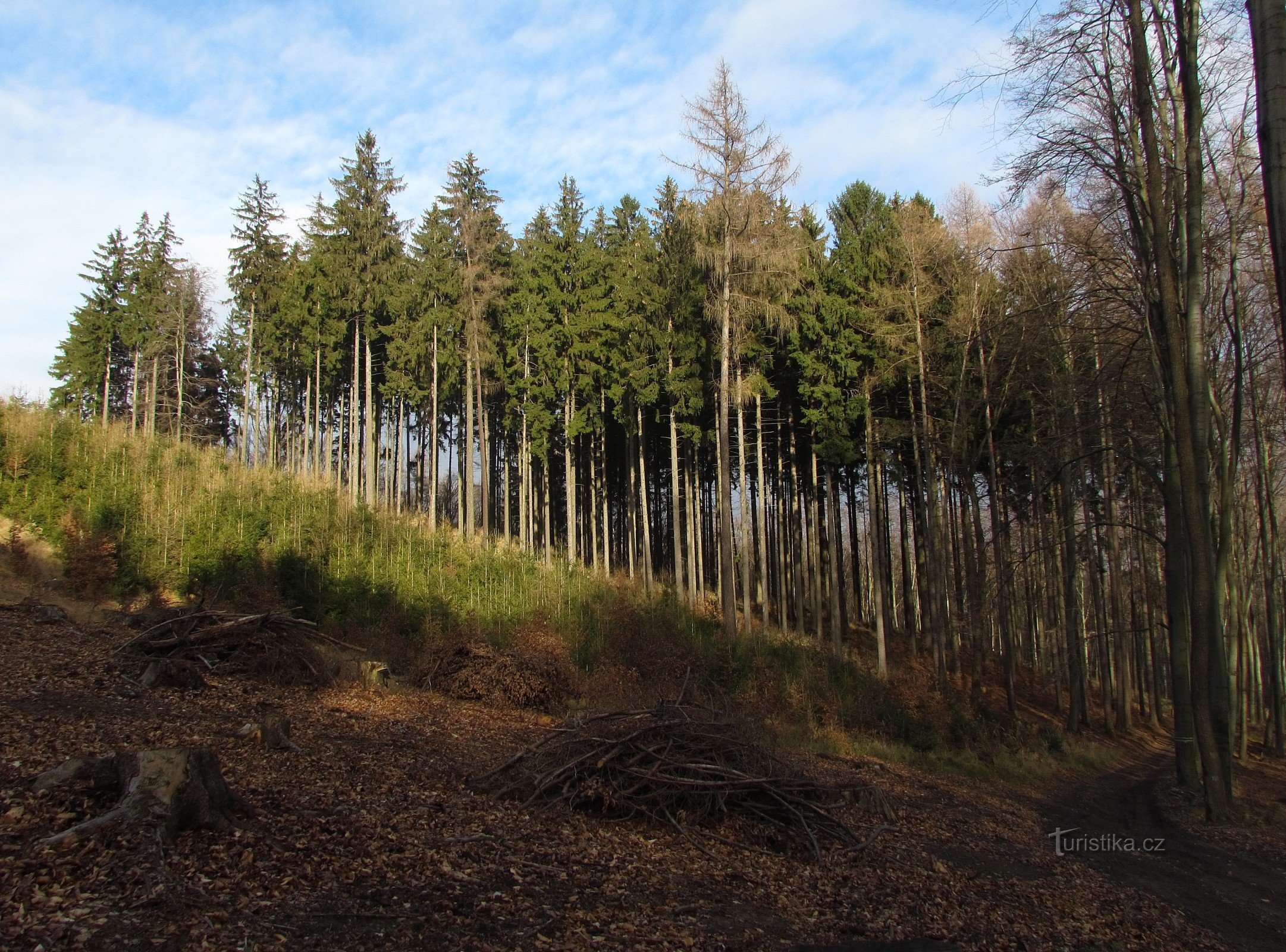 Chřiby - skala Malý Kozel