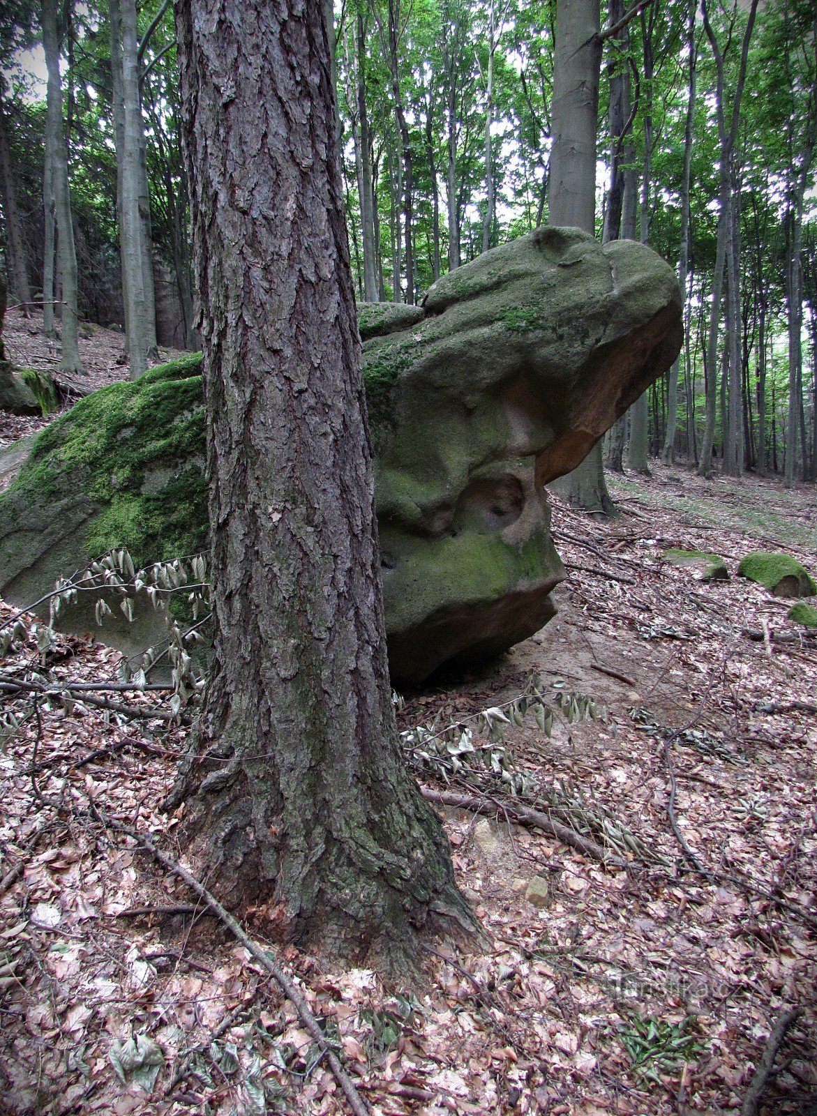 Chřiby - vườn đá gần Zikmundovek