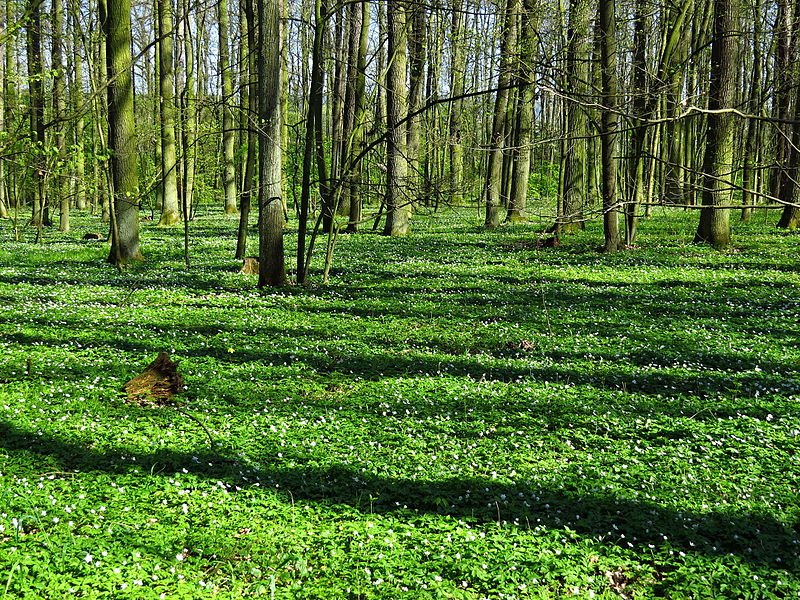 Bosquet de Chropotín