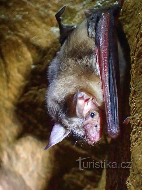 Chýnovská cave, a unique wintering place for bats